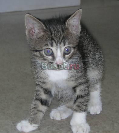 Котенок в добрые руки Клин