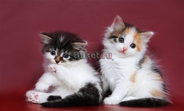 Продаются рыжие и традиционные сибирские котята пи Москва