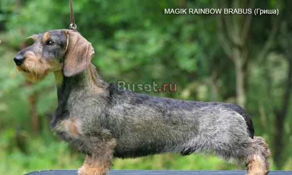 Такса, которая покажет Вам мир Москва
