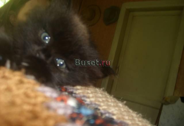 Котенок ищет новых хозяев Москва