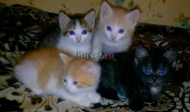 Котята в хорошие руки) Казань