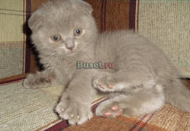 Шотландский Вислоухий из Питомника Москва