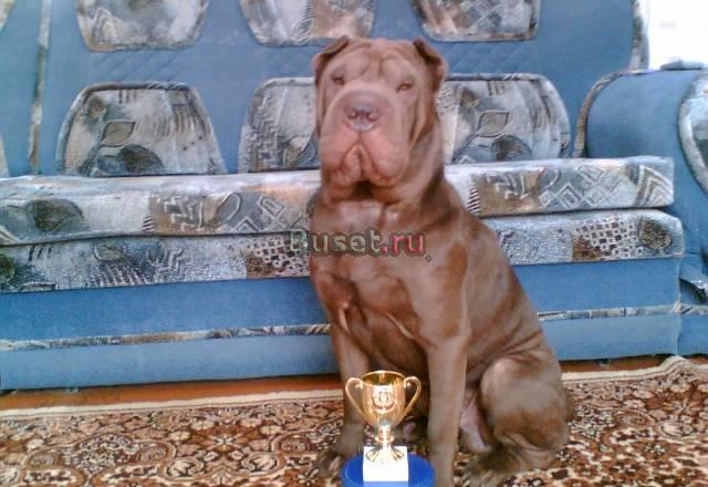 Шарпей кобель чемпион России для вязки Ижевск