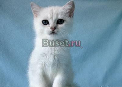 Британские котята серебристые шиншиллы Москва