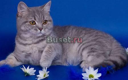 Британская кошечка для Вас Москва