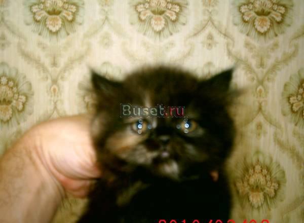 Персидская кошечка 1.5 месяца Воронеж