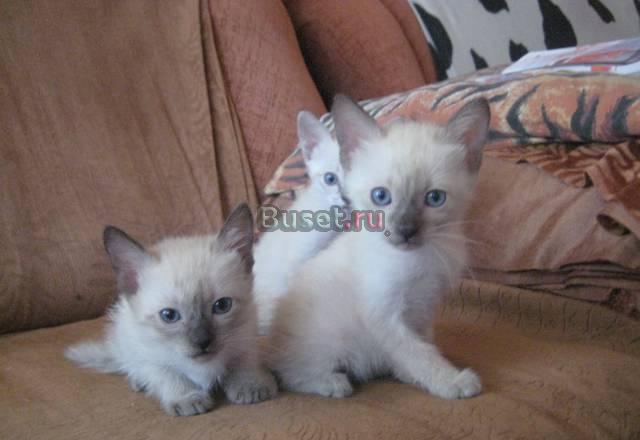 Красивые котята в добрые руки Волгоград