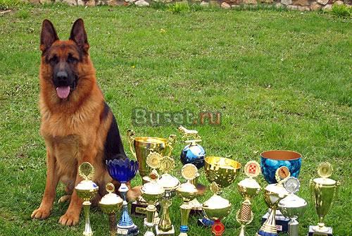 Элитные щенки немецкой овчарки от Мультичемпиона Москва