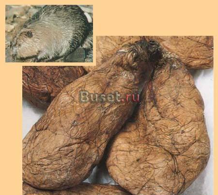 Бобровая струя Медвежья желчь Мускус кабарги Москва