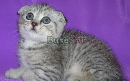 Эксклюзивные шотландские вислоухие котята Москва
