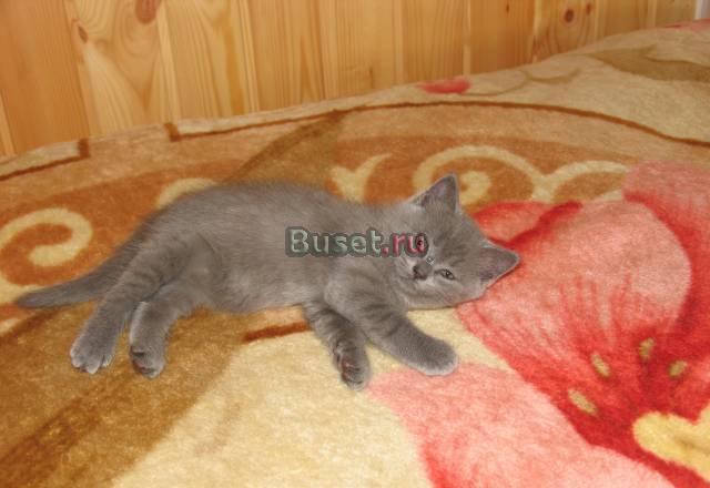 Котята скотиш фотд и скотиш страйт Санкт-Петербург