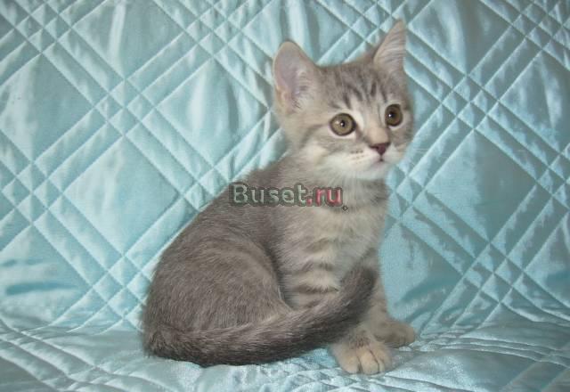 Британские котята различных окрасов Москва