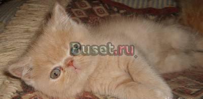 Экзотический кот Екатеринбург