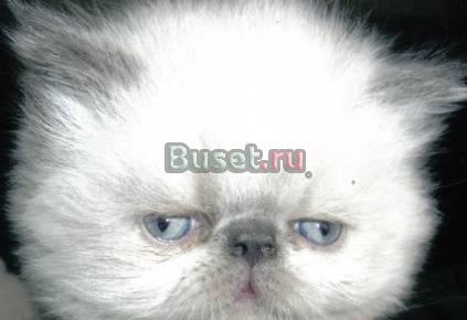 Котята персы и экзоты Екатеринбург