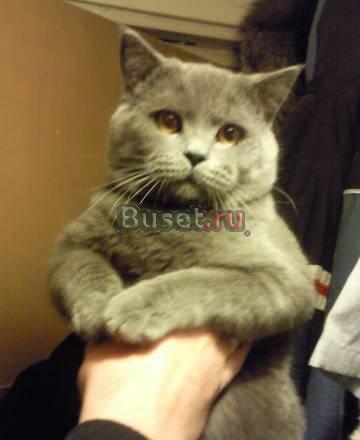 Британский котик за символическую плату Москва