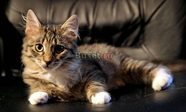 Котенок, девочка. в хорошие руки Москва