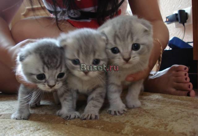 Котята ждут вас.) Уссурийск