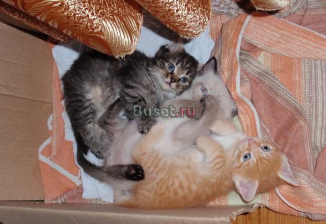 Котенок Новосибирск