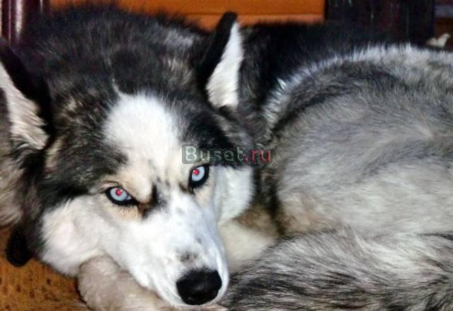 Щенки от голубоглазой хаски и сибирской лайки Тверь