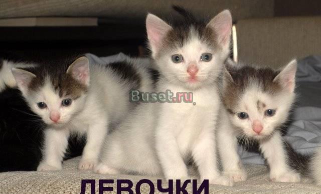 Очаровательные котята 2 мес в добрые руки Москва