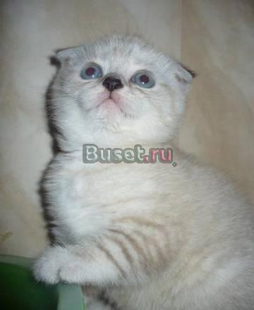 Шотландские вислоухие котята Москва