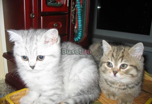 Продажа британских котят Москва