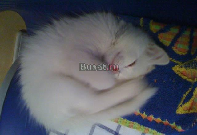Отдадим котят в дар Москва
