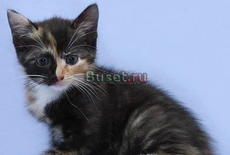 Две трехцветные кошечки в поисках дома Санкт-Петербург