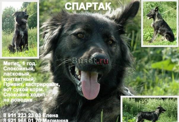 Добродушный Спартак мечтает о доме Санкт-Петербург