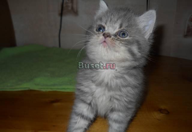 Британский котёнок,окрас "таби" Москва
