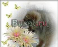 Мальчик немецкого шпица- малый Москва