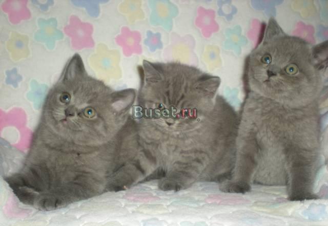 Шотландские вислоухие котята Челябинск