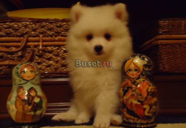 Немецкий шпиц белый Москва