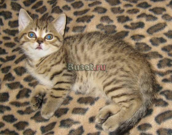 Котик окрас браун табби пятно Москва