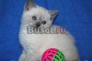 Роскошные британские голубоглазые котята Москва