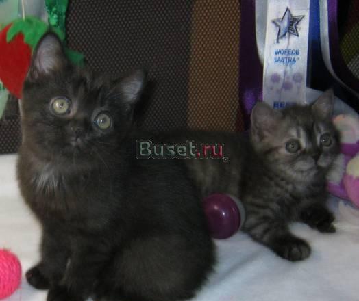 Отдаю шотландских котят Москва