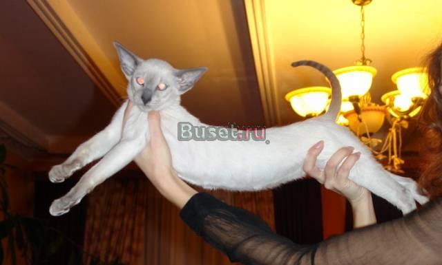 Ориентальные котята голубых кровей Москва