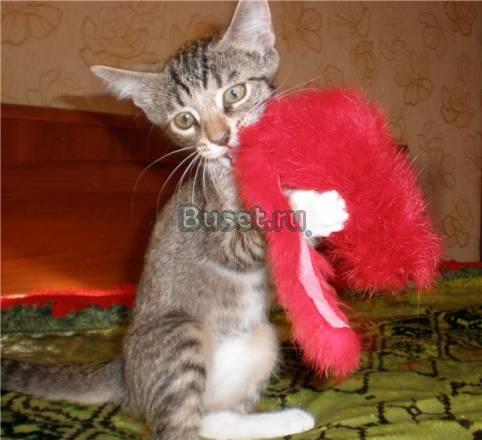 Котенок Василий, 2,5 мес., в дар Москва
