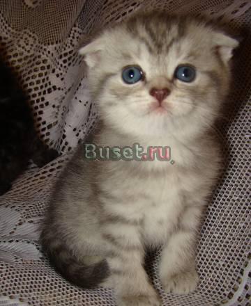 Шотландские котята-2 месяца Чехов