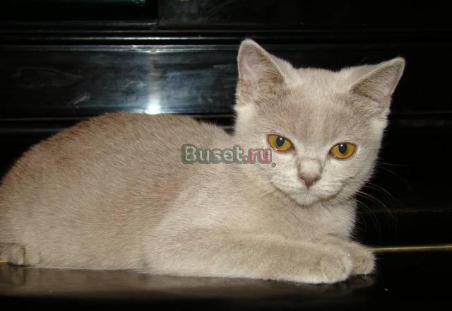 Шотландская кошечка (страйт)-3,5 месяца Чехов
