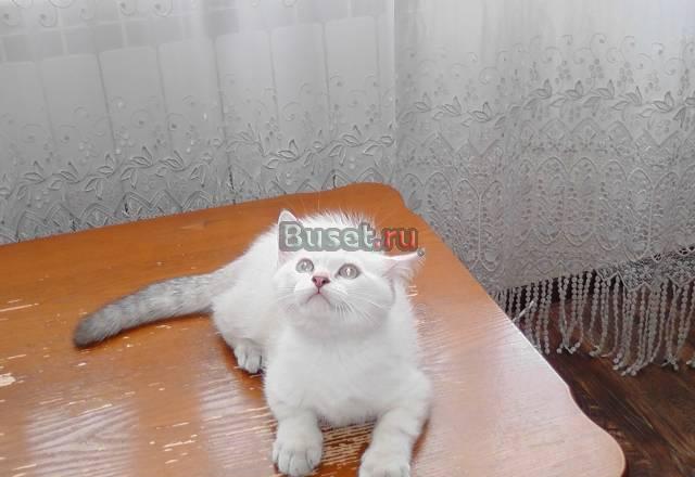 Котик нежнейшего редкого окраса по спец.цене Москва