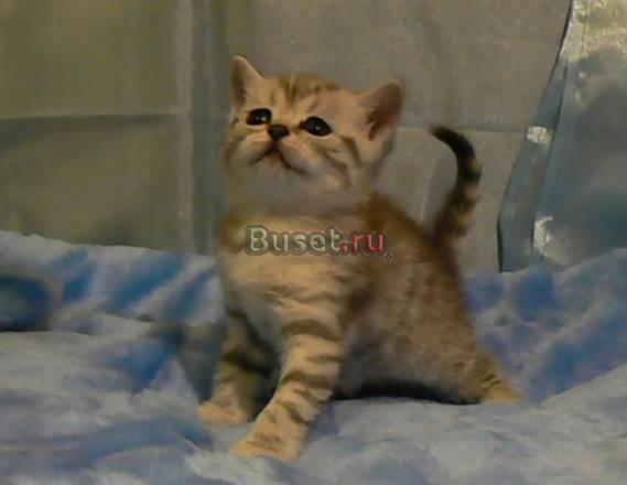 Плюшевые британские котята Иркутск