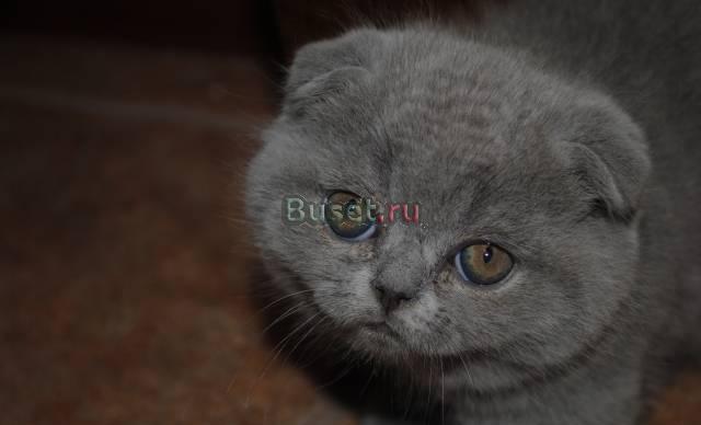 Шотландские котята  с документами Москва