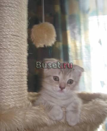 Клубные котята от титулованных родителей Новосибирск