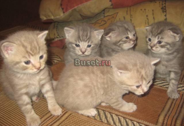 Продаются котята британские и вислоухие Волгоград