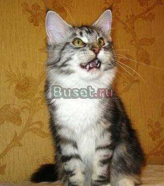 Котята Мейн Кун Казань