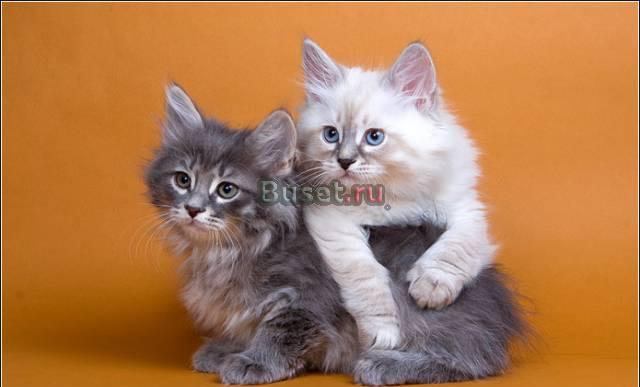Питомник предлагает котят Москва