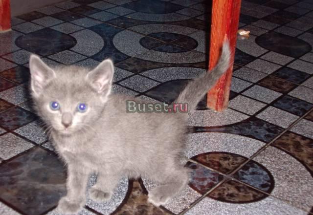 Котята русская голубая гарантия породы и здоровья Санкт-Петербург