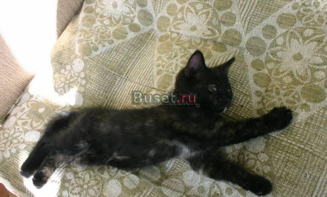 Хороший котенок в хорошие руки Санкт-Петербург