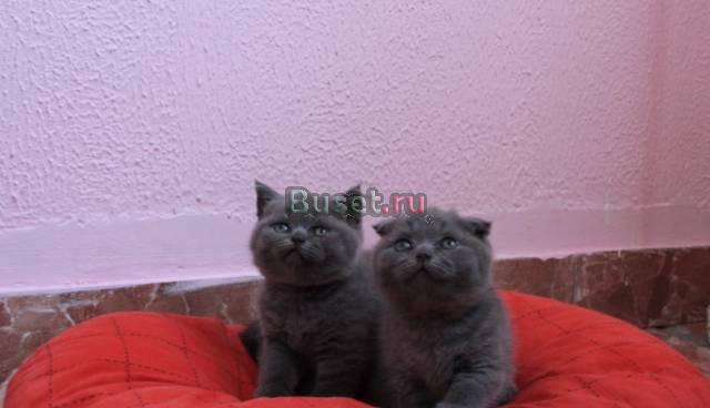 Элитные Британские  Шотландские котята - мальчики Москва